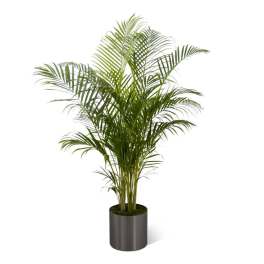 The FTD Palm