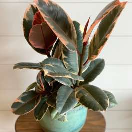 Ficus Plant