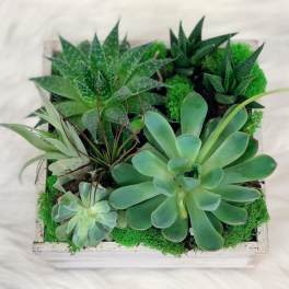 Square planter with assorted green succulents and moss