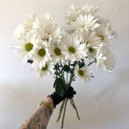 Bunch of white daisy