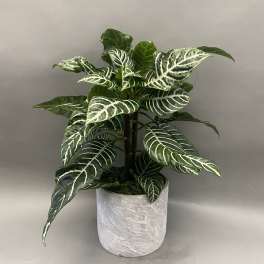 Potted plant with dark green striped leaves in a white textured pot