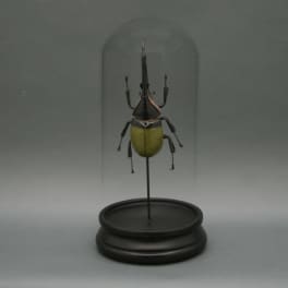 Green Hercules Beetle Glass Cloche