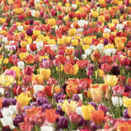 Assorted Tulip Bouquet