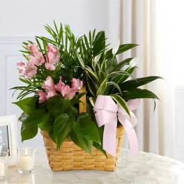 Basket garden of assorted green plants with pink alstroemeria and a pink bow