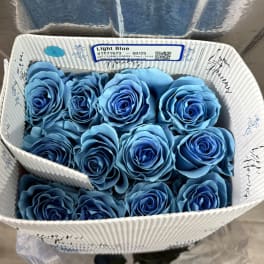 LIGHT BLUE BUNDLE