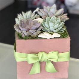 Succulent arrangement in a pink box with a green ribbon bow