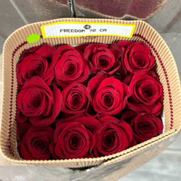 RED BUNDLE