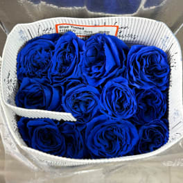 BLUE BUNDLE