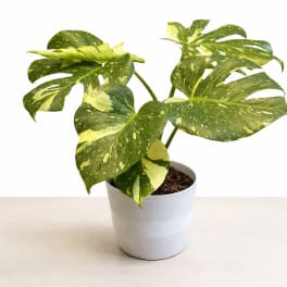 Variegated monstera plant in a white pot on a table