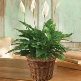 Potted peace lily with white blooms in a wicker basket on a wooden table