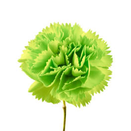 Single lime-green carnation bloom on a stem
