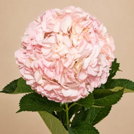 Pink hydrangea bloom with green leaves against a beige background