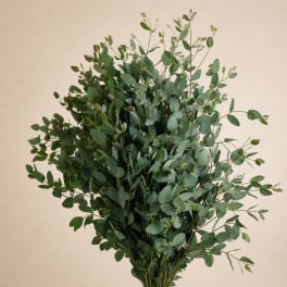 Bundle of eucalyptus branches with oval green leaves