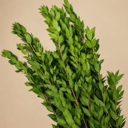 Bundle of long green leafy branches against a beige background