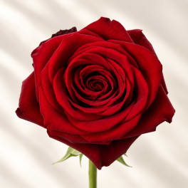 Single red rose in close-up against a light background