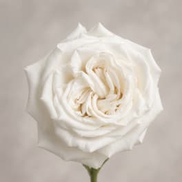 Single white rose bloom on a plain background