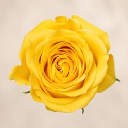 Single yellow rose bloom on a plain background