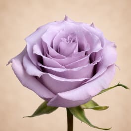 Ocean Song (24 stems per bunch)