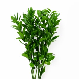 Bundle of glossy green leafy stems on a white background