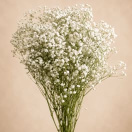 Bouquet of white baby's breath flowers against a beige background