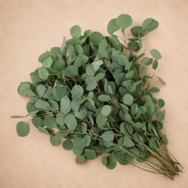 Bundle of eucalyptus stems with round green leaves on a beige background