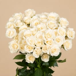 Bouquet of cream-white roses with dark green leaves
