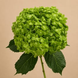 Green hydrangea bloom on a single stem with large dark leaves