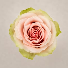 Single pale pink rose with green-tinted outer petals on a plain background