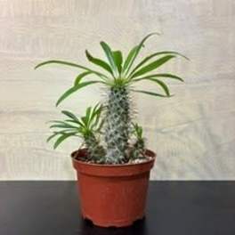 Houseplant, cactus/succulent