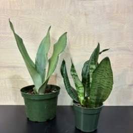 Houseplant snake plant