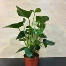 Houseplant Anthurium