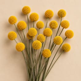 Bundle of yellow billy ball flowers with long stems on a beige background