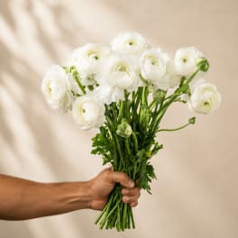 WHITE RANUNCULUS