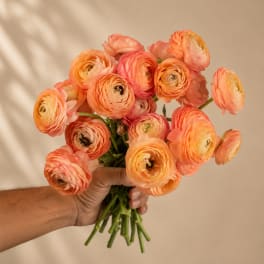 Handheld bouquet of peach and coral ranunculus flowers