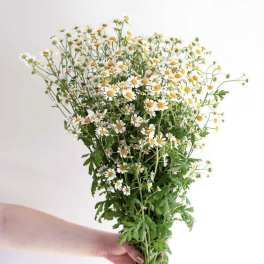 Chamomile