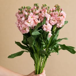Handheld bouquet of pink flowers with broad green leaves