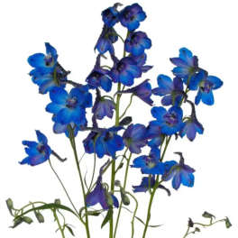 Blue and purple delphinium flowers on long stems against a white background