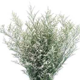 Loose spray of fine white filler flowers with airy branching stems