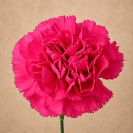 Hot Pink Carnation Bunch (24 Stems)