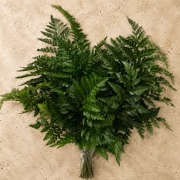 Leather Leaf Bunch