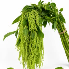 Bundle of hanging green flower spikes with broad leaves