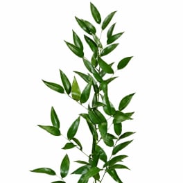 Single stem of glossy green foliage on a white background