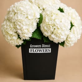 White hydrangea arrangement in a black container