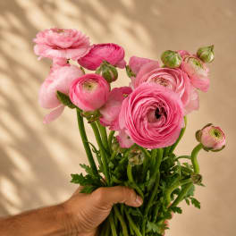 Handheld bouquet of pink ranunculus flowers