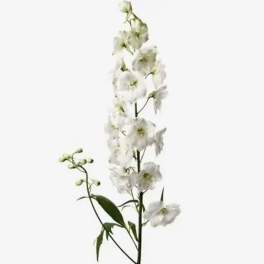 Tall stem of white delphinium flowers with a few green buds