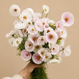 Handheld bouquet of pale pink and white cosmos flowers