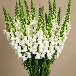 Bouquet of white snapdragons with tall green spikes