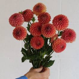 Orange Dahlia Bunch (5 Stems)