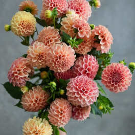 Peach Dahlia Bunch (5 Stems)