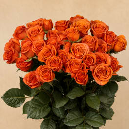 Bouquet of orange roses with dark green leaves